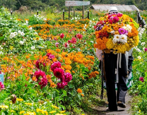 Feria de la Flores en Medellín