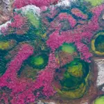 Viaja a Caño cristales