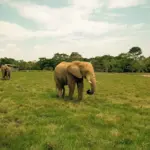 Elefante en la sabana africana del Parque Temático Hacienda Nápoles, destino principal del Tour a Doradal.